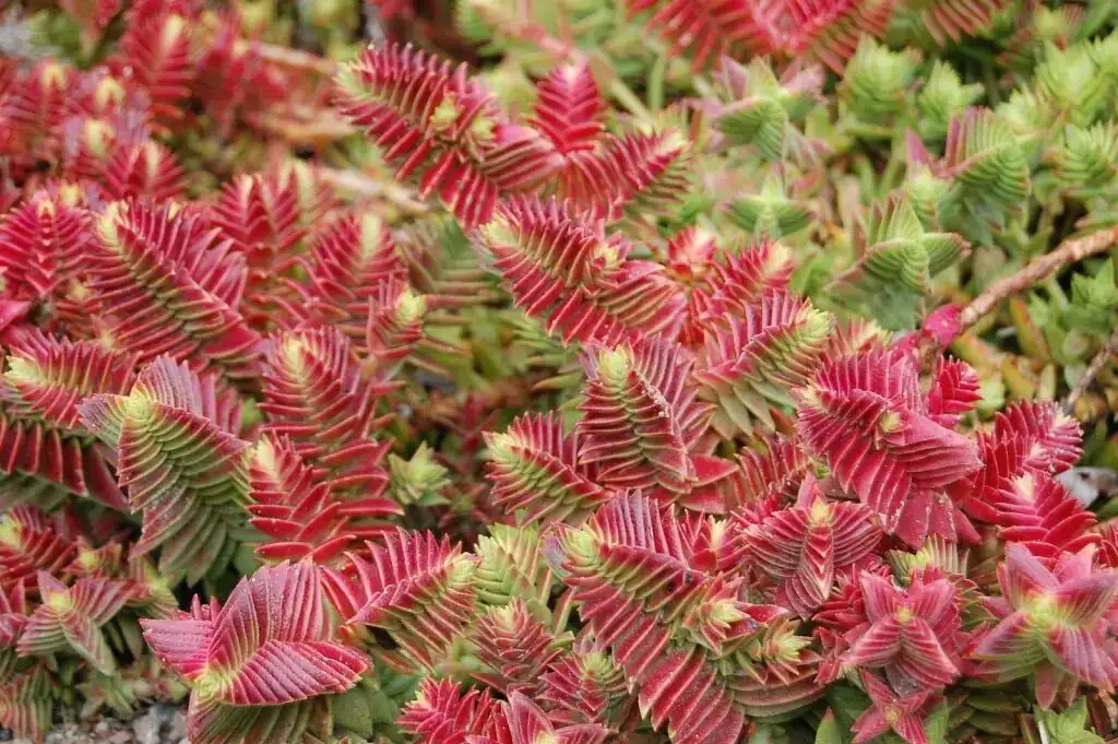 Cut It, Callus It, Root It: A 14‑Day Propagation Sprint for ‘Campfire’