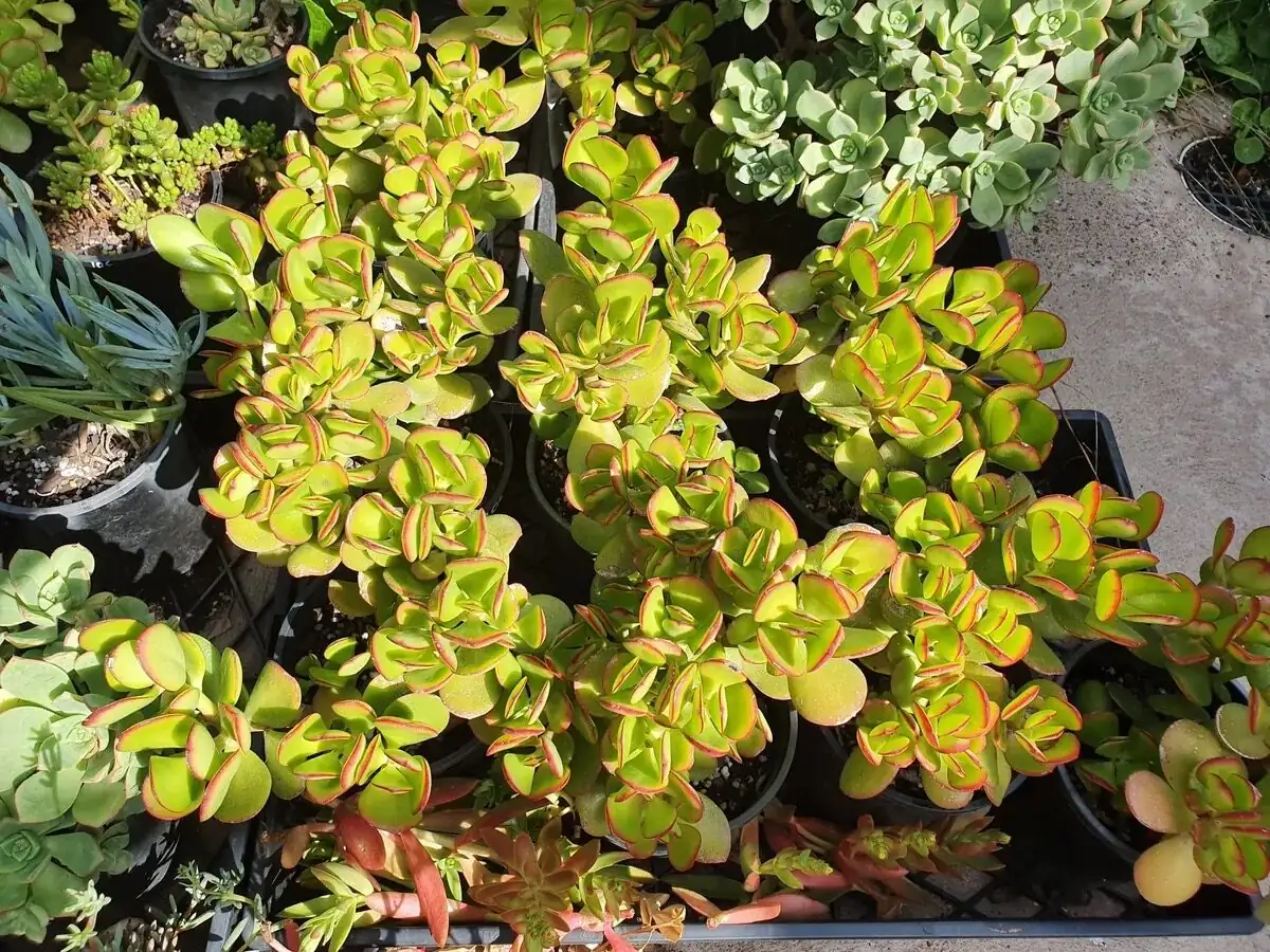 crassula campfire cuttings callus tray