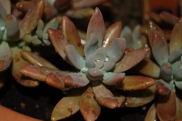 crassula campfire planting in gritty mix