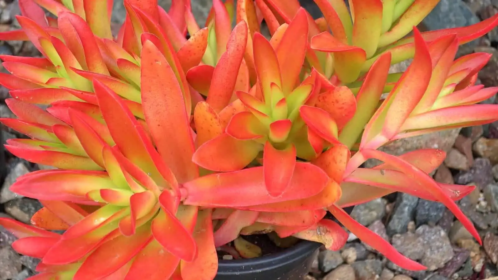 crassula campfire balcony morning sun
