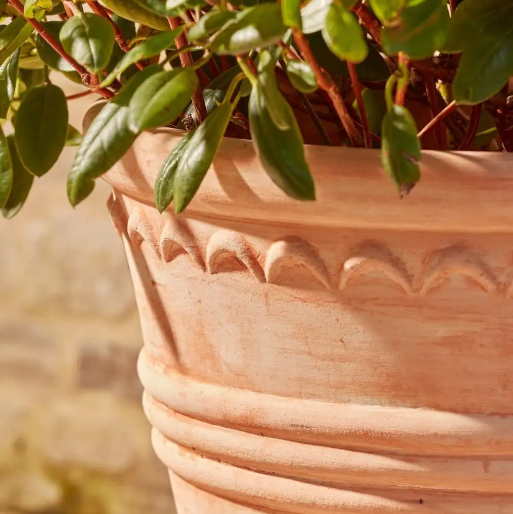 campfire crassula terracotta pot close up