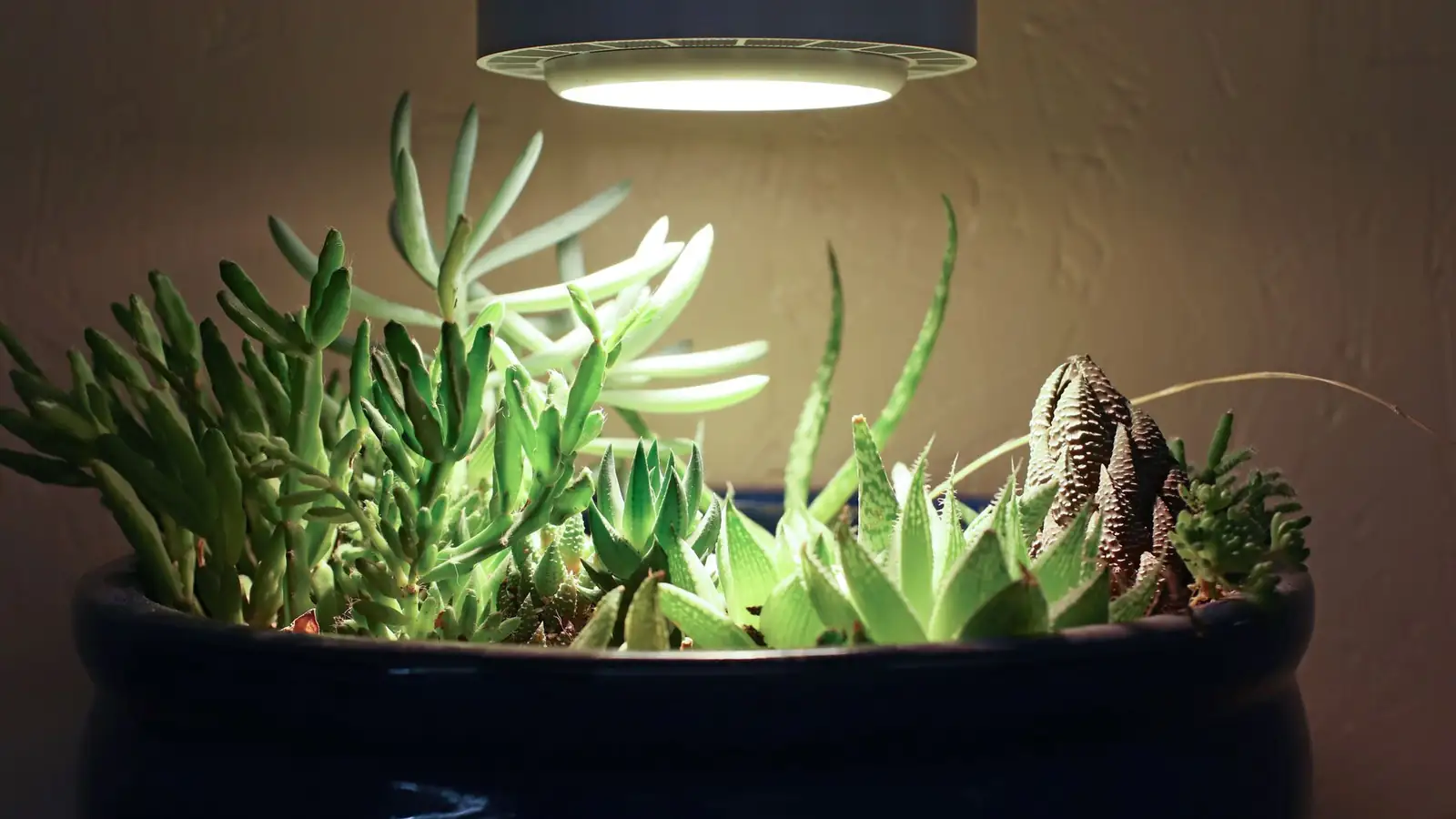 campfire crassula under LED grow light