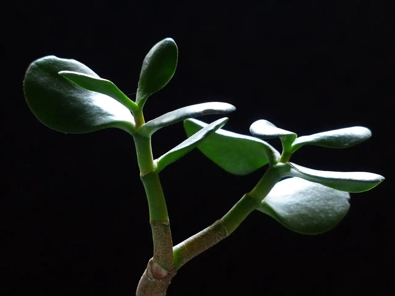 campfire crassula leaf close-up
