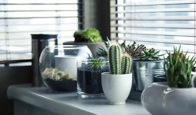 campfire crassula window box echeveria