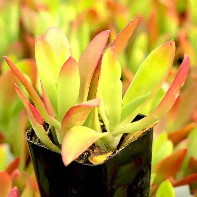campfire crassula stem cuttings