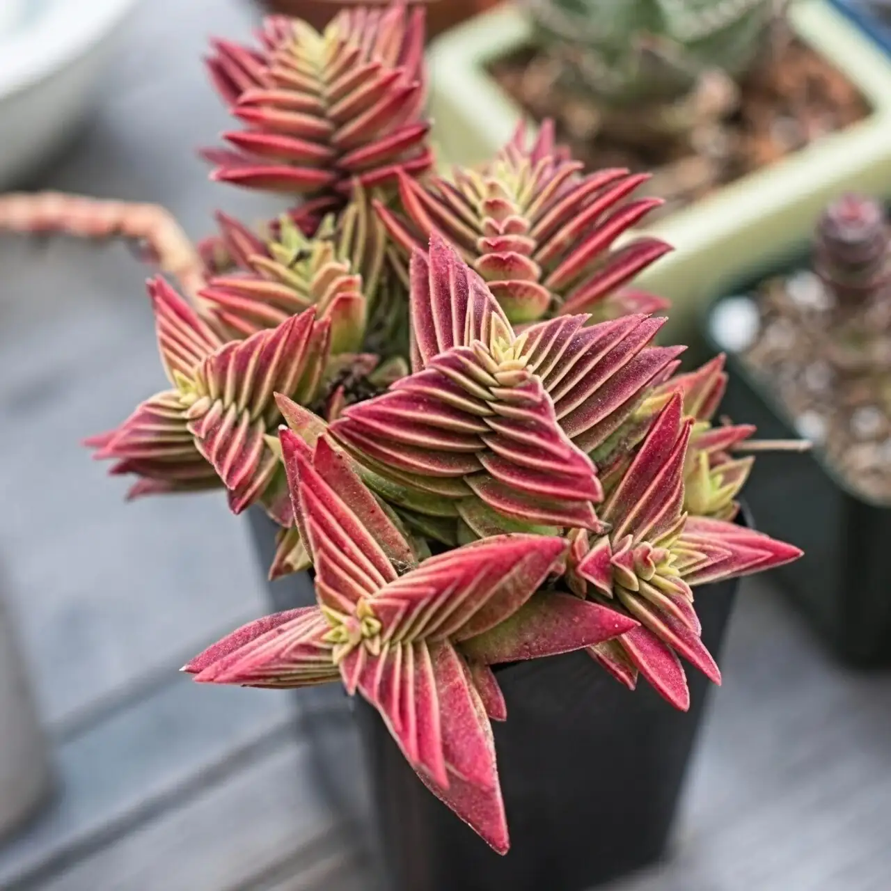 Your Campfire’s Year: A Season‑by‑Season Care Calendar for Fiery Color