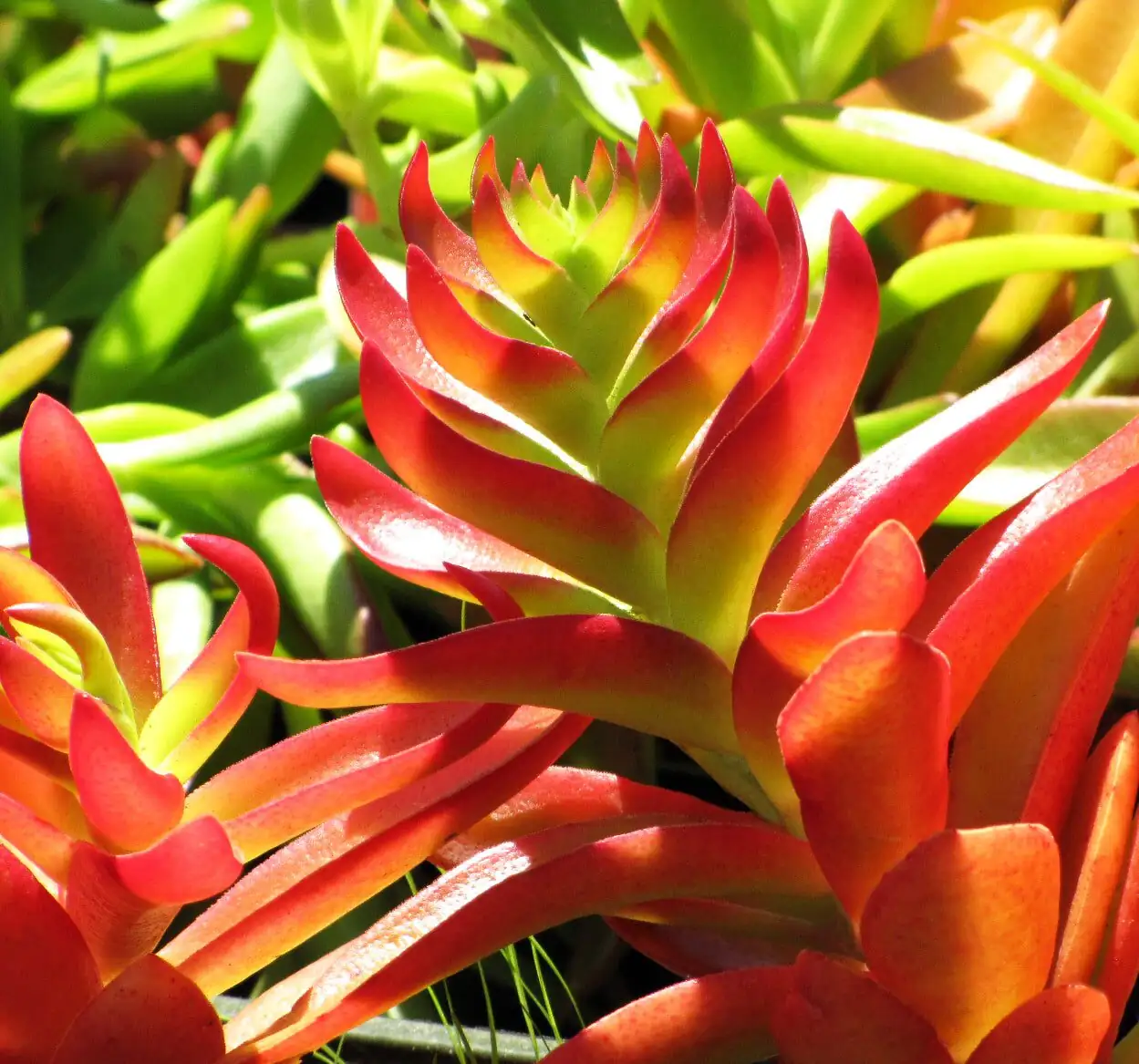 campfire crassula red tips sunlight