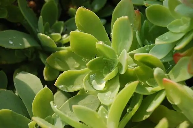 campfire crassula repotting gritty mix