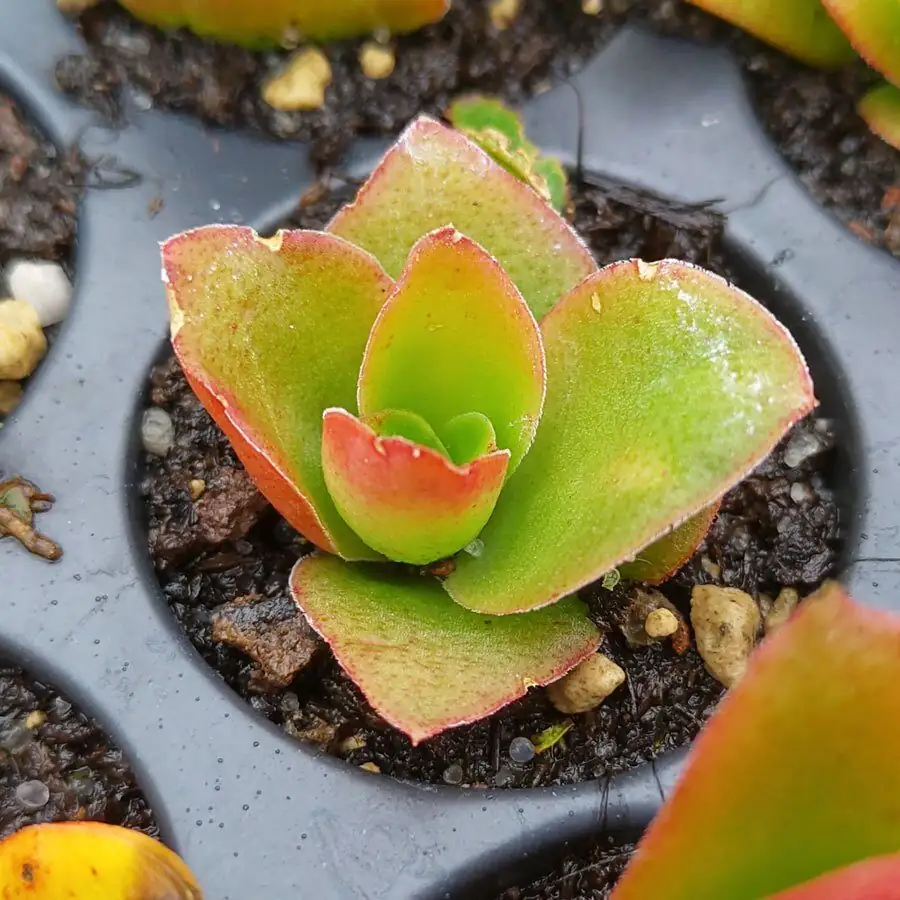 campfire crassula tip cuttings rooting