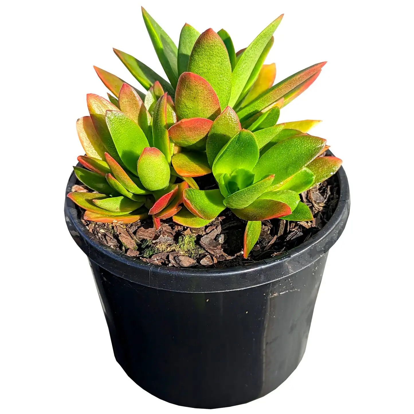 campfire crassula soil dryness skewer
