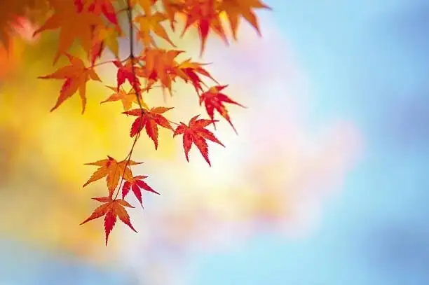 Sunburned No More: The Stress‑Free Acclimation Plan to Full Sun