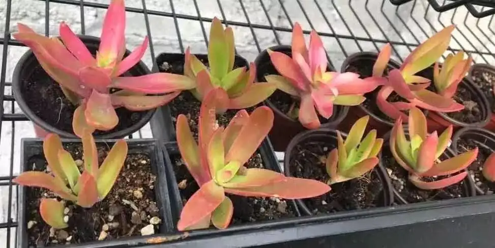 campfire crassula stem cuttings propagation