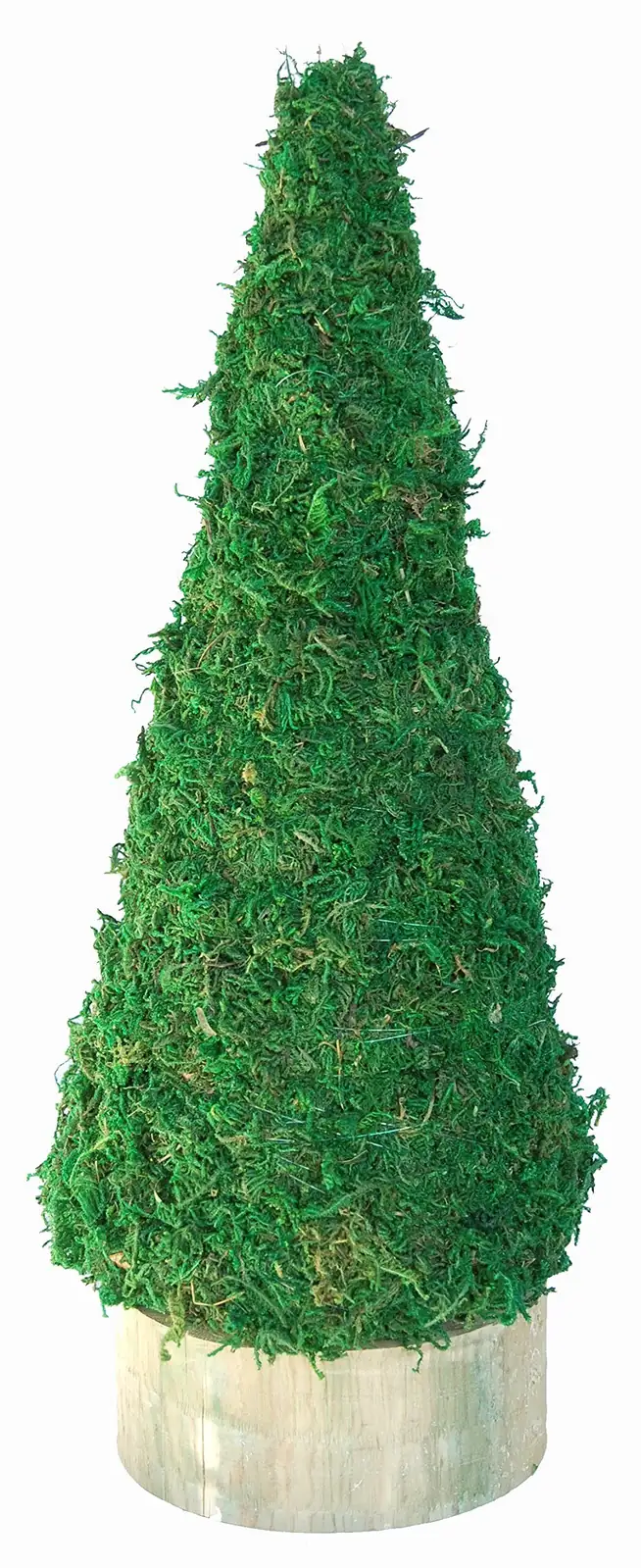 Campfire Crassula moss cone topiary