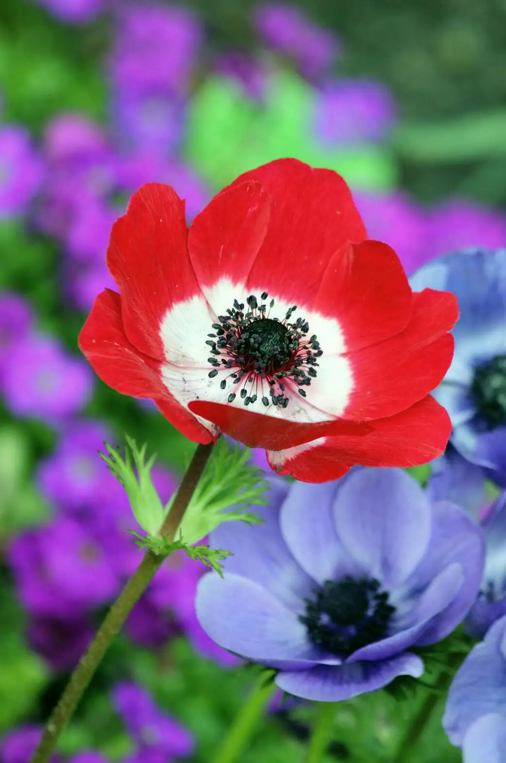 Cool-Season Supermodel: How to Time Light, Water, and Shade for Poppy Anemones That Pop