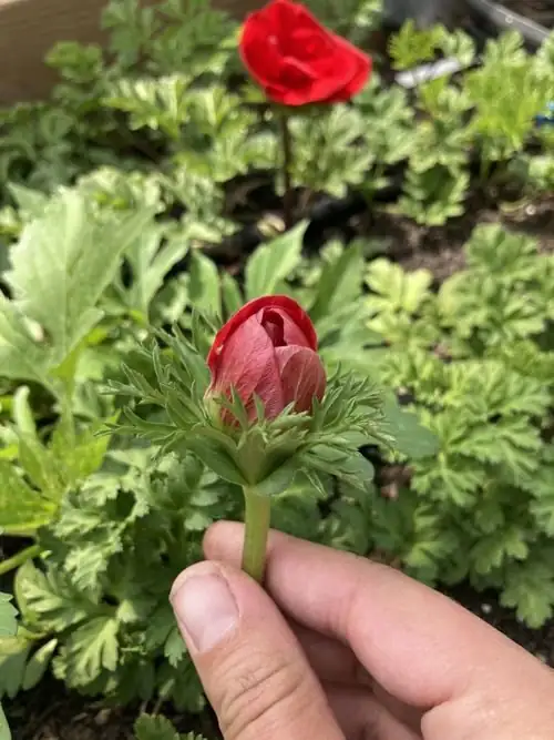 poppy anemone cutting stage petals lifting