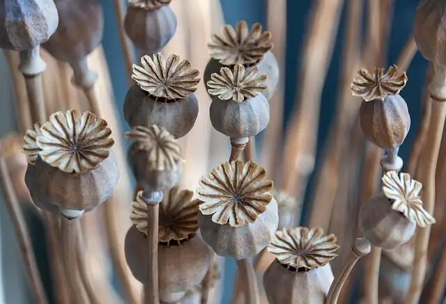 poppy anemone tubers drying storage