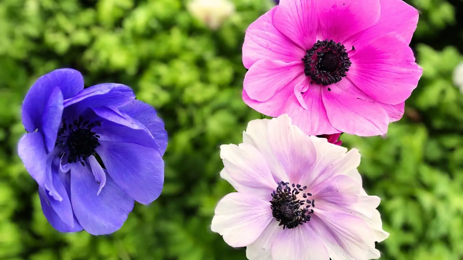 From Wrinkled Pebble to Runway Blooms: The No-Fail Tuber Pre‑Soak and Planting Method