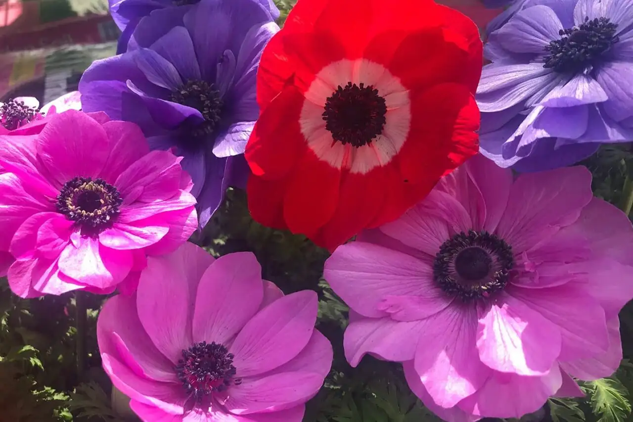 anemone coronaria gentle watering pots