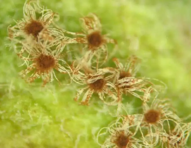 poppy anemone rust pustules underside