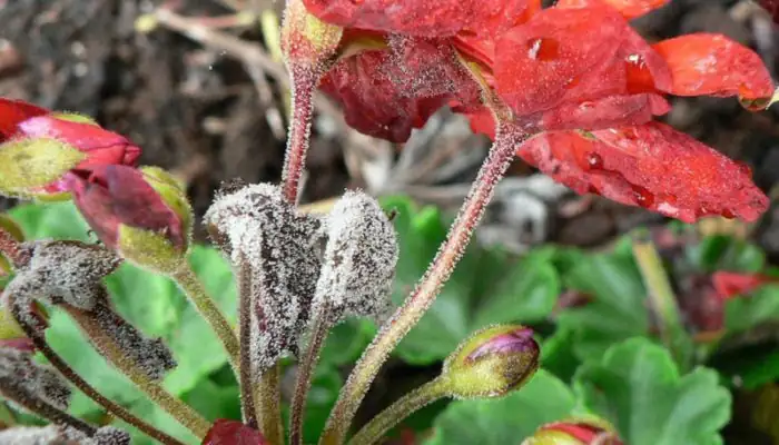 poppy anemone botrytis gray mold