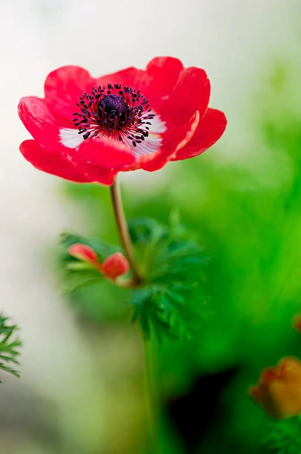 anemone coronaria flower close up