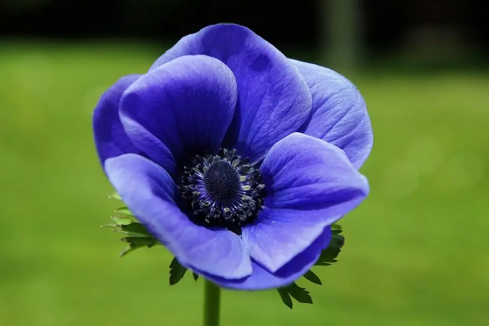 Windflower Wonders: 9 Quirks You’ll Notice Once You Live with Poppy Anemones