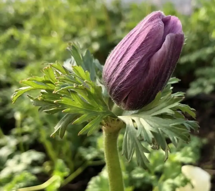 poppy anemone cutting first open