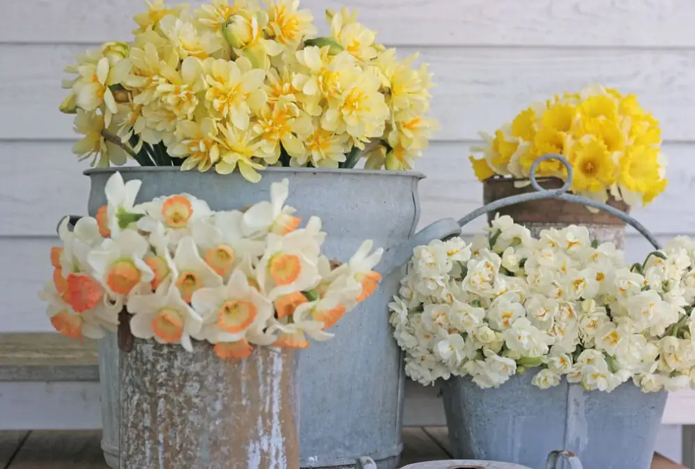poppy anemone and daffodils separate vases