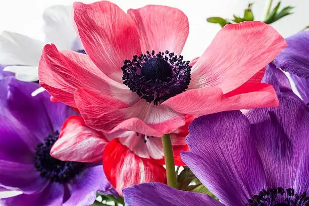 poppy anemone tubers planting soil