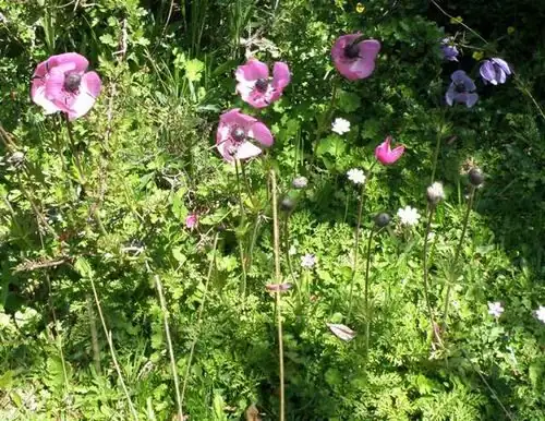 What Does the Wind Whisper? The Flower Language of Anemone coronaria—from Greek Myth to ‘Anticipation’