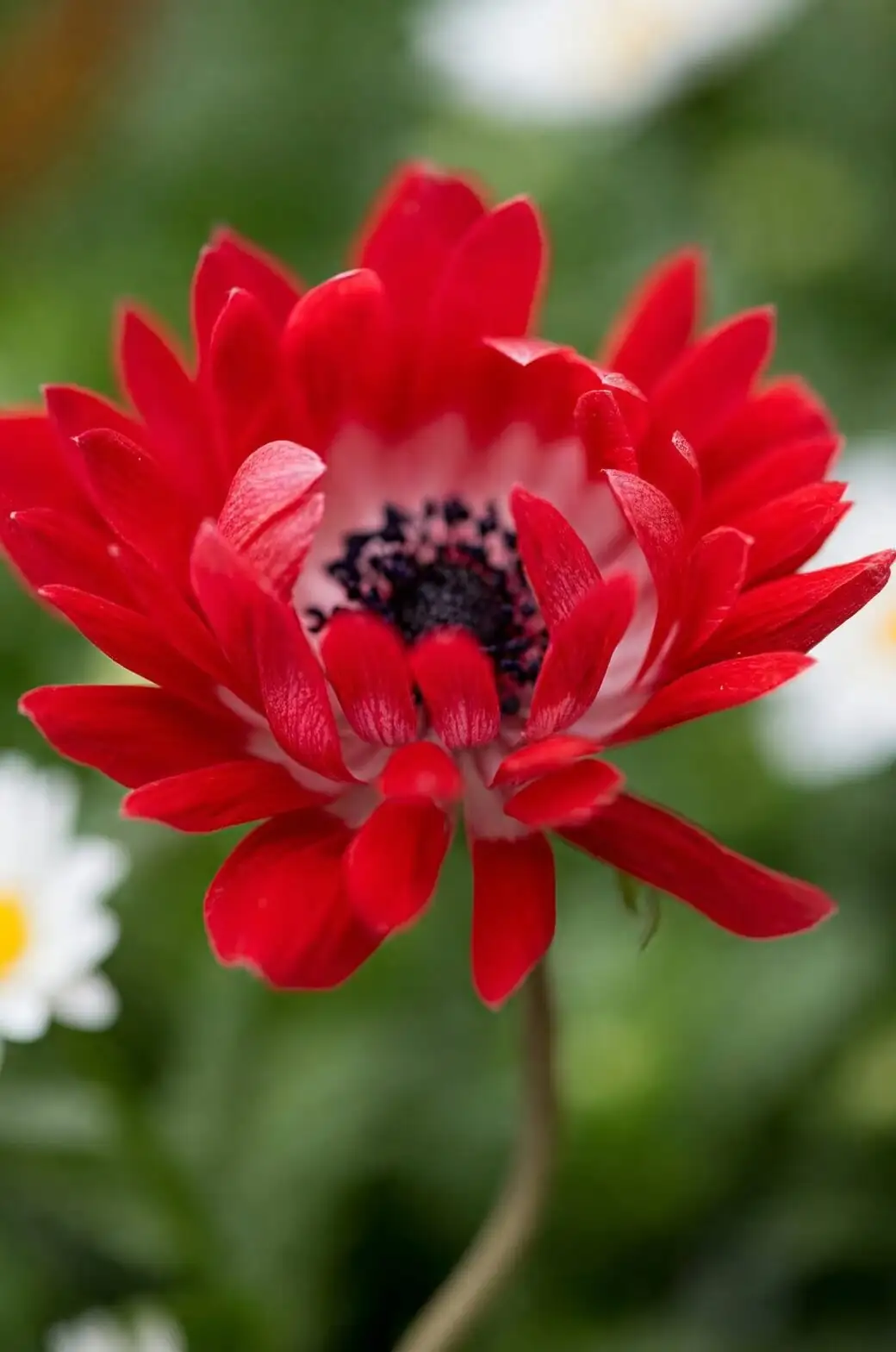 red anemone coronaria macro