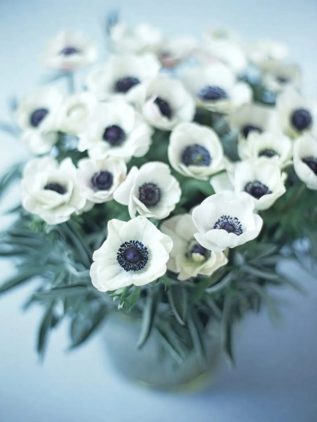 Longer‑Lasting Windflowers: Pro Florist Tricks for Harvest Stage, Ethylene, and the Daffodil Dilemma