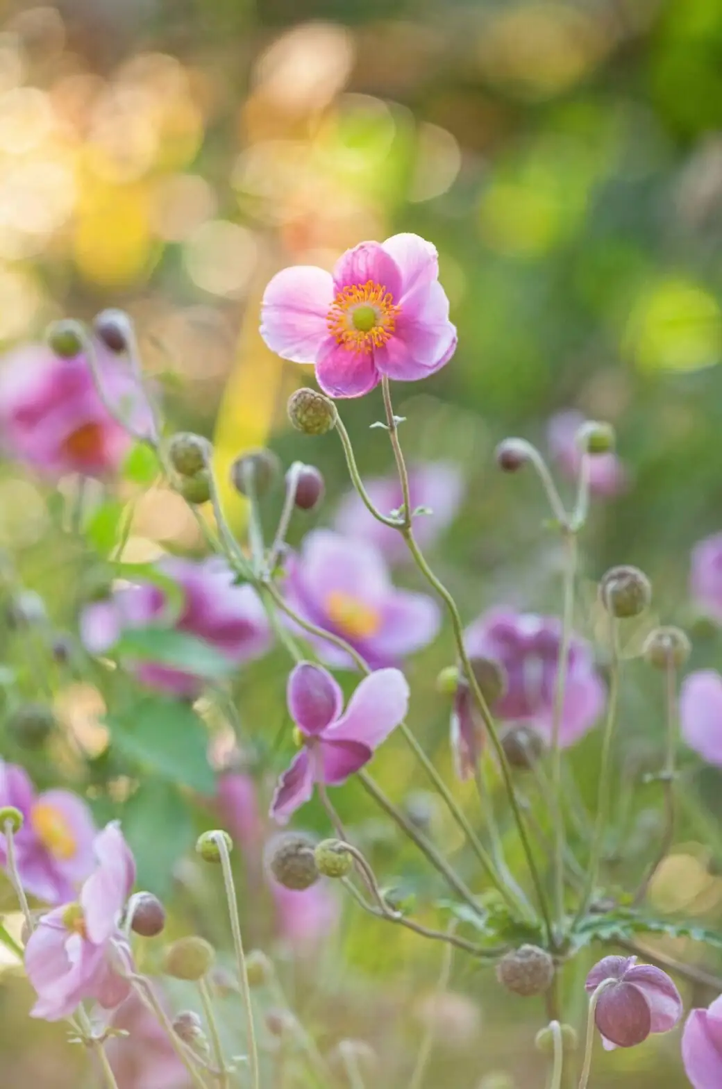 anemone petals lifting stage close-up
