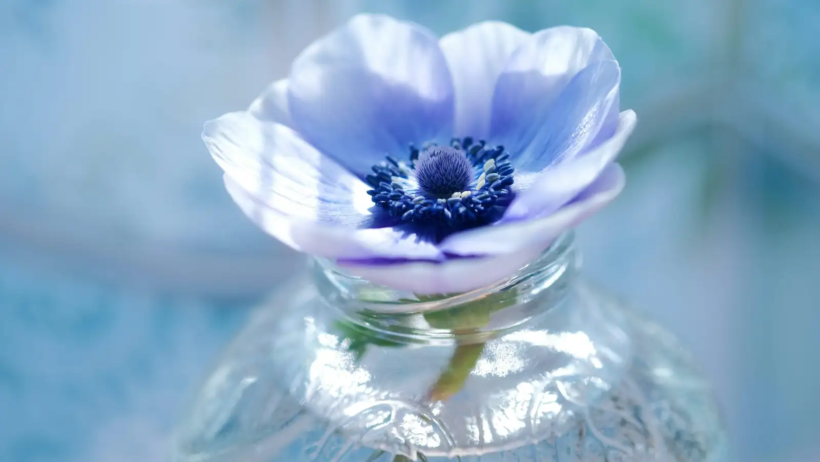 anemone bouquet near fruit bowl