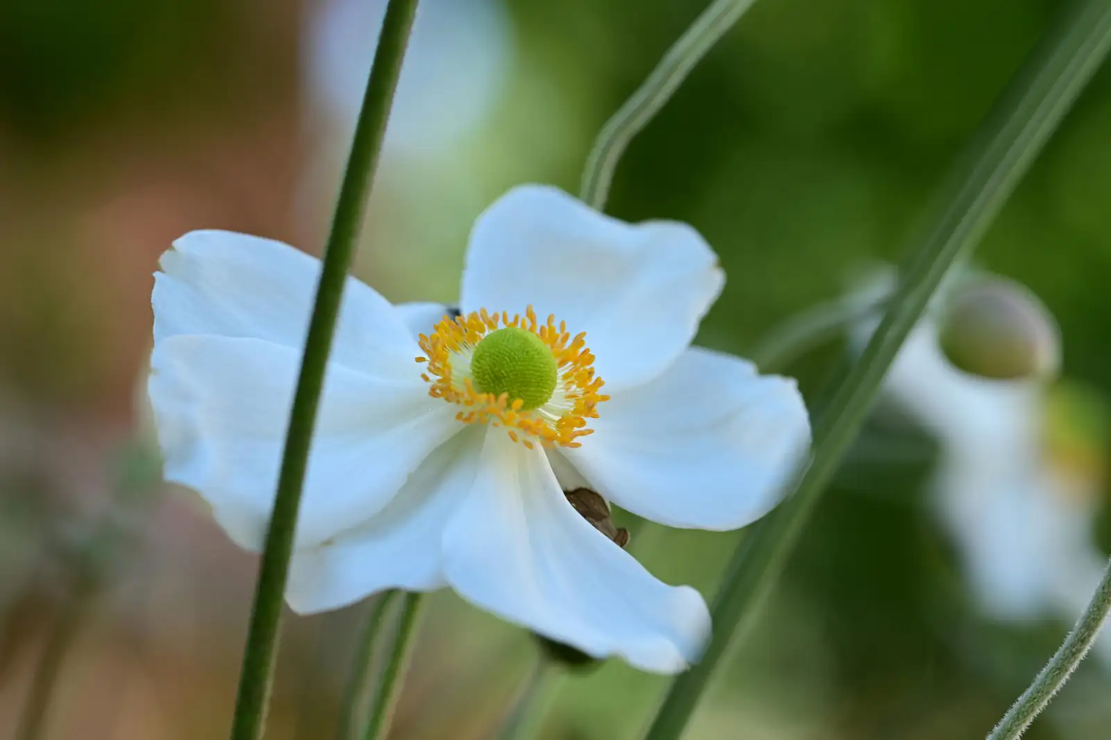 poppy anemone center close-up