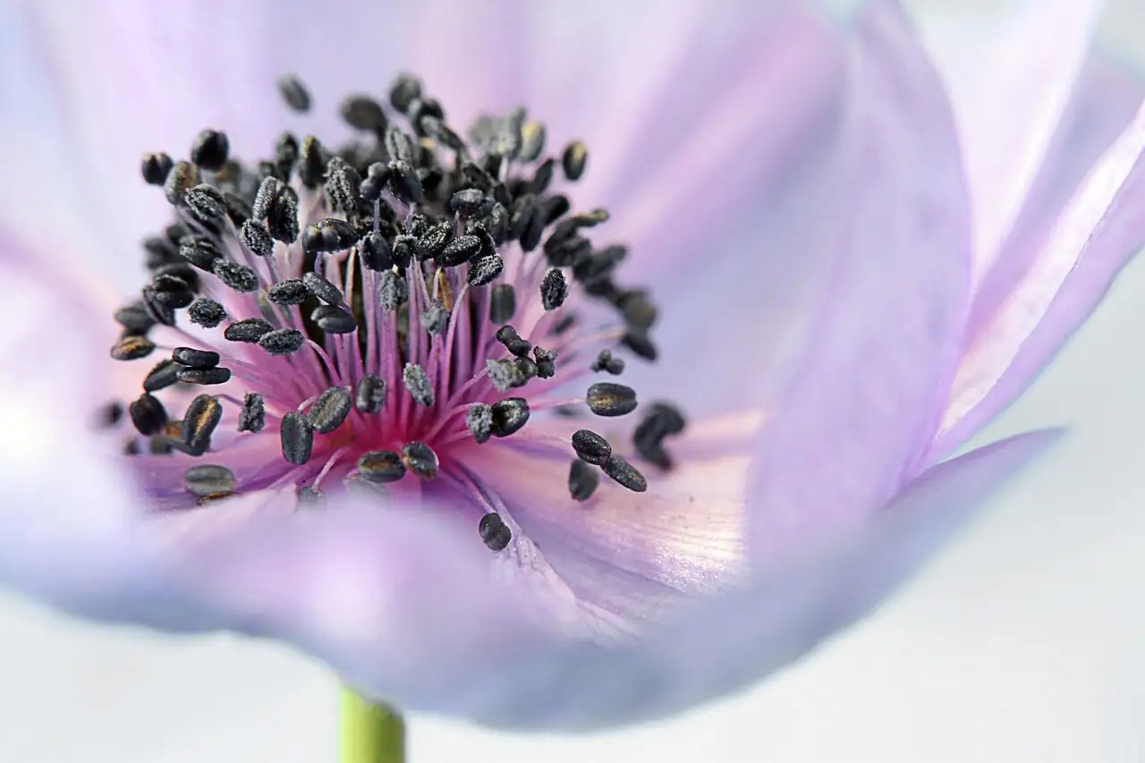 poppy anemone ikebana pin frog