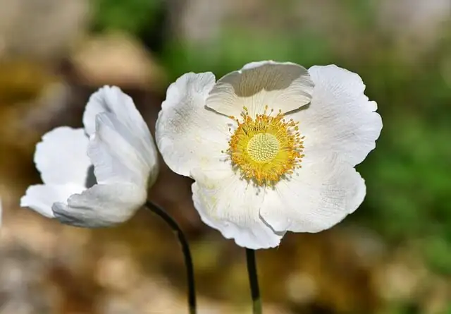 poppy anemone white compote table