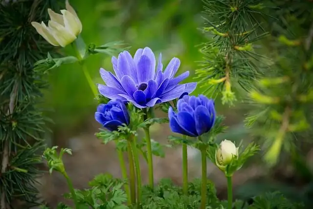 Spring Dream Team: Pairing Windflowers with Ranunculus, Tulips, and Friends—Plus What to Avoid