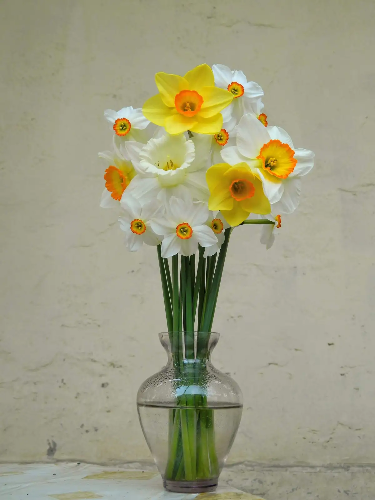 anemone and daffodils separate vases
