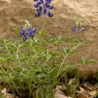 Too Hot for Anemones? Shade‑Stacking and Watering Tricks for Humid or Warm Zones