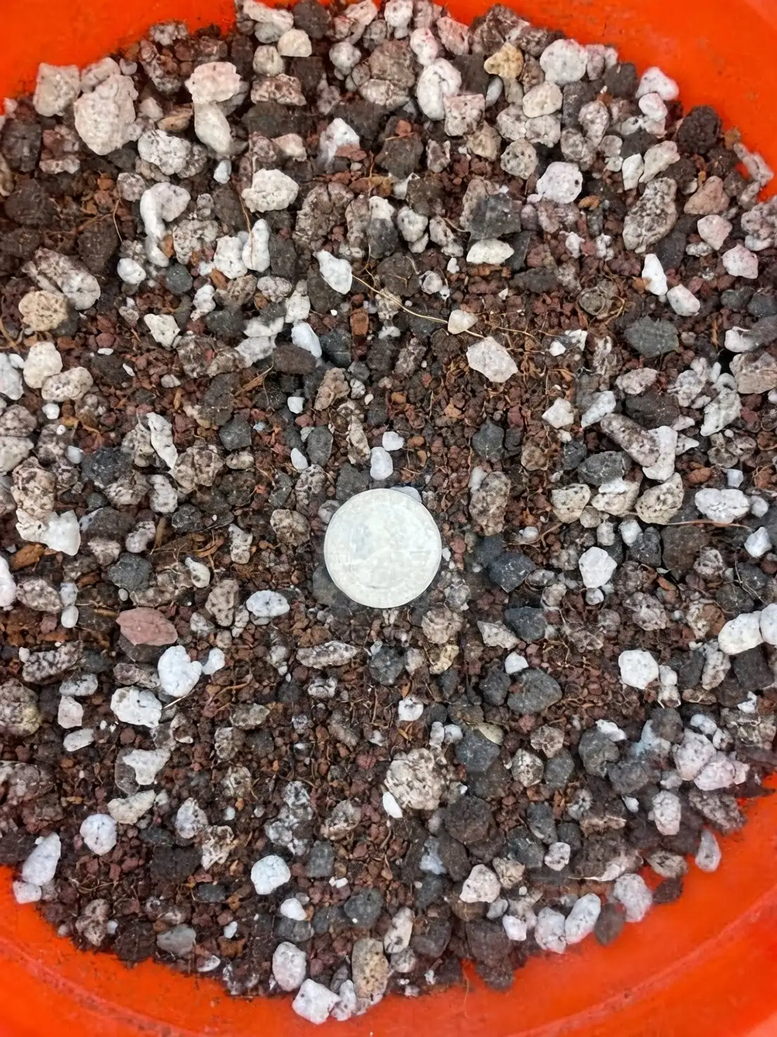 anemone coronaria gritty soil mix