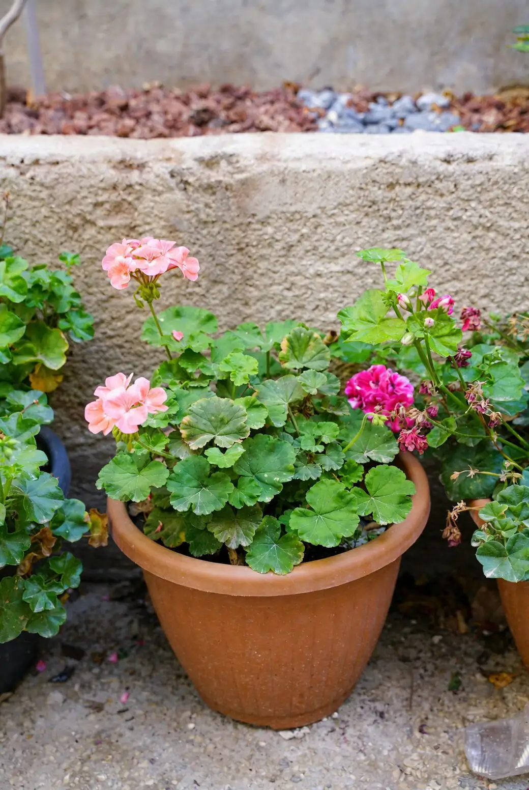 anemone coronaria terracotta pots patio