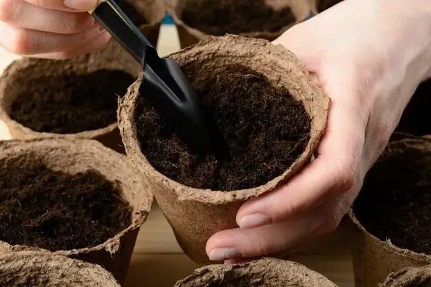anemone tubers planting hands closeup