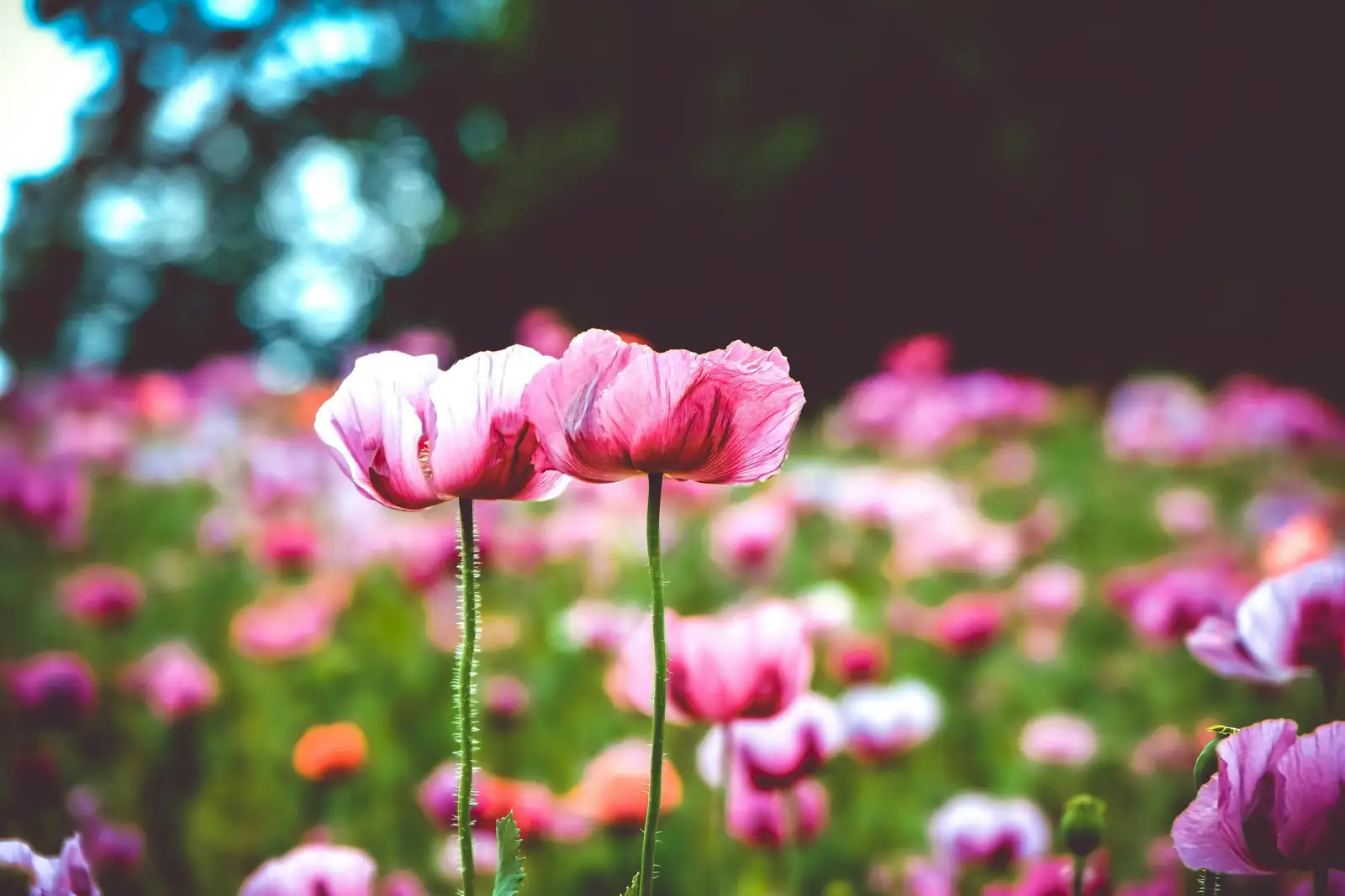 Not a Poppy, Not a Bulb: 7 Myths New Growers Believe About Poppy Anemones