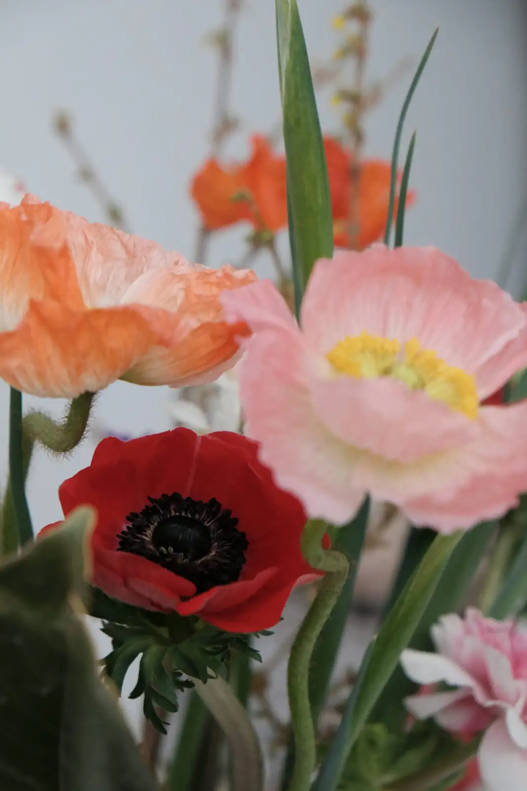 poppy anemone cut flowers vase