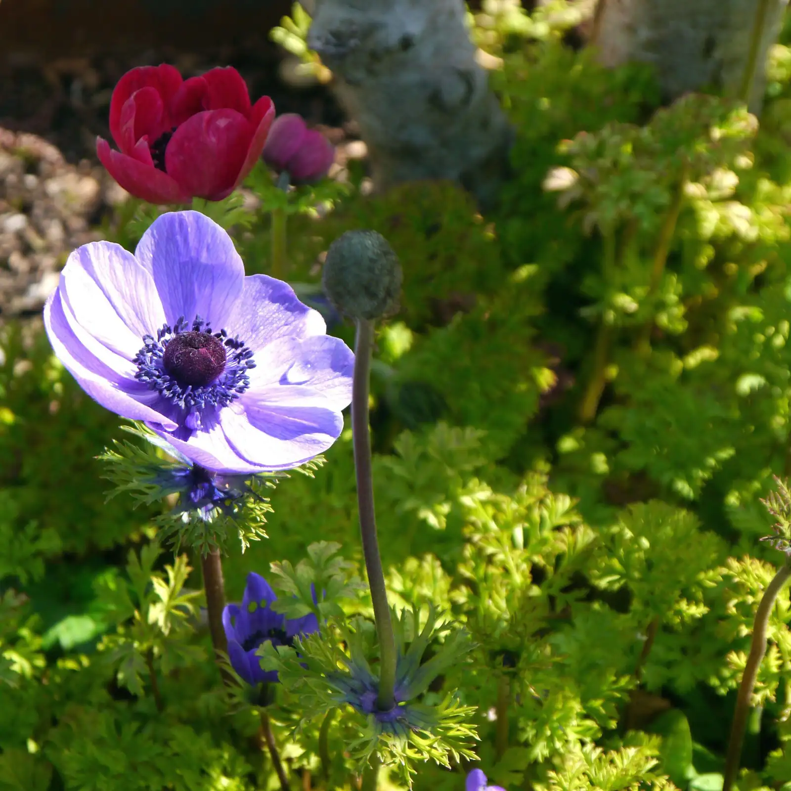 Your Windflower Year: Month‑by‑Month Planner from Tuber Wake‑Up to Summer Snooze