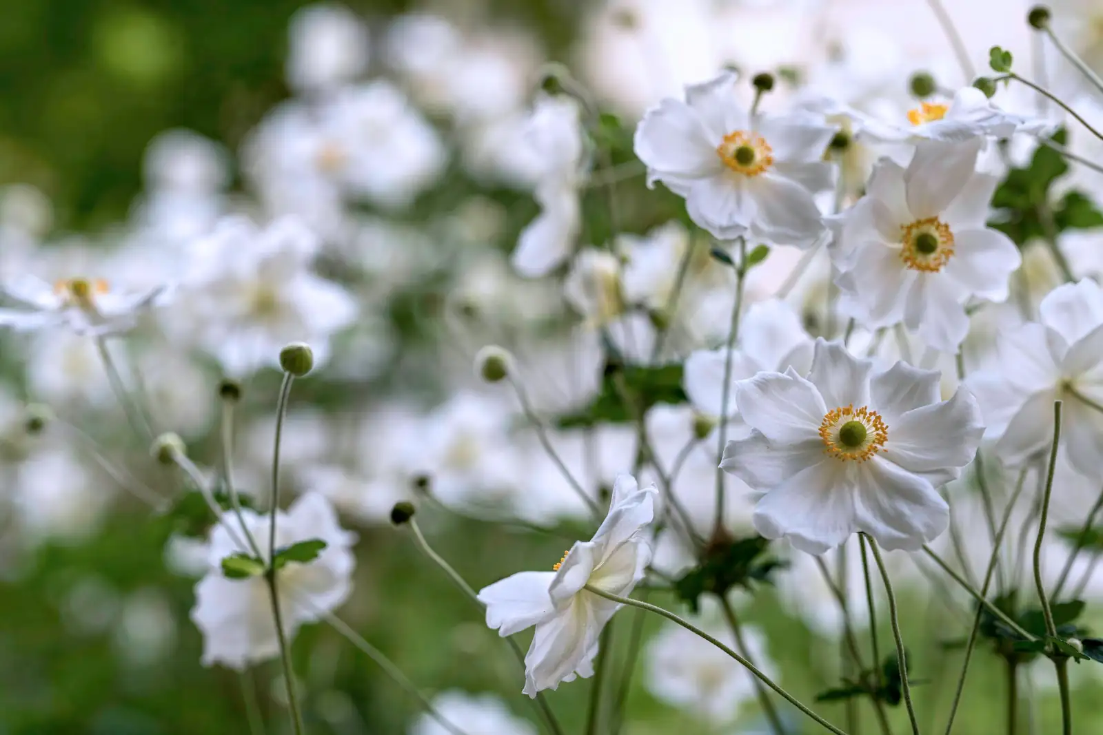 anemone coronaria cutting flowers hand