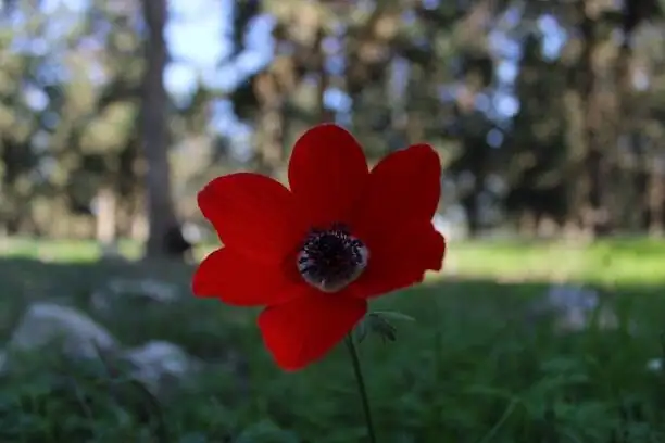 anemone coronaria tubers drying shade