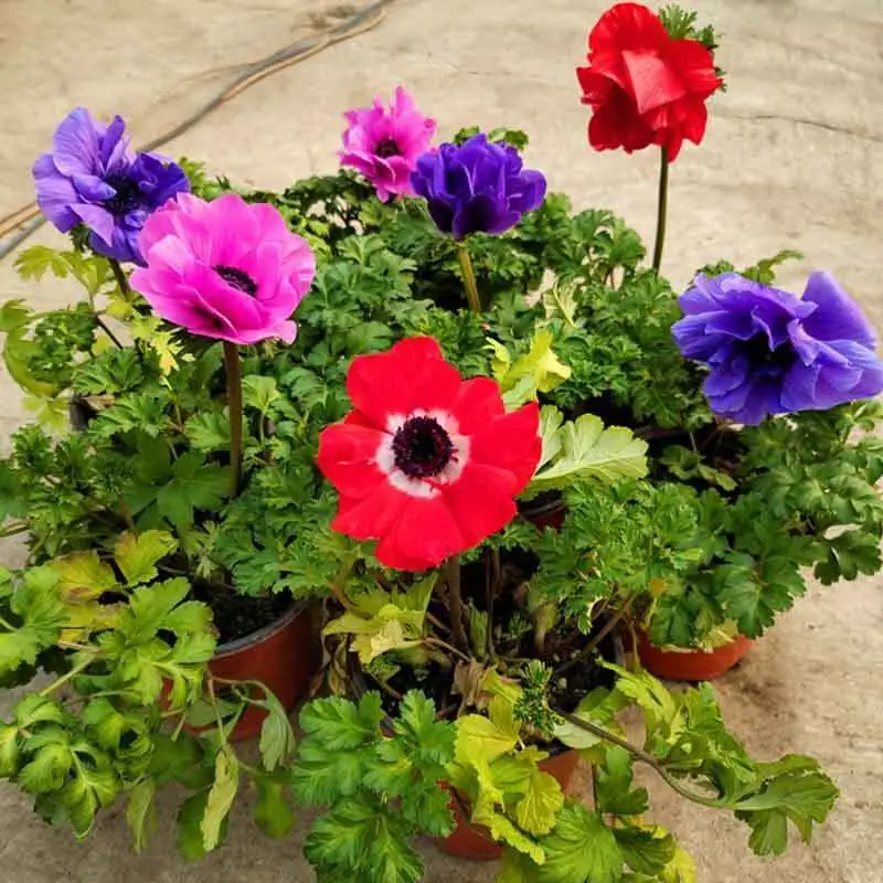 anemone coronaria terracotta pot drainage