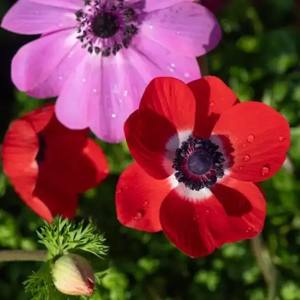 anemone coronaria tilting pot drainage